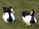 Magpie Goose (WWT Slimbridge May 2012) - pic by Nigel Key